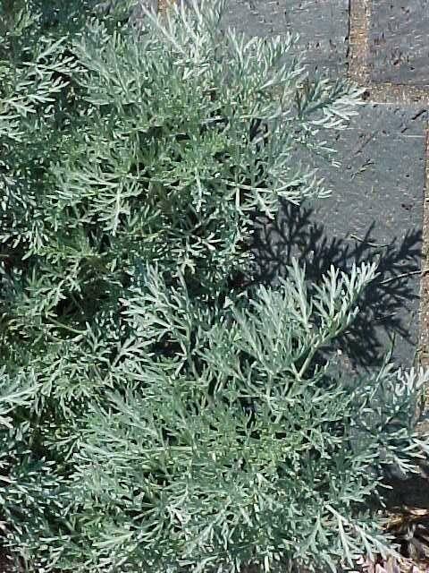 Pelyněk stromovitý 'Powis Castle' - Artemisia arborescens 'Powis Castle'