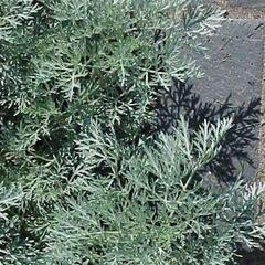 Pelyněk stromovitý 'Powis Castle' - Artemisia arborescens 'Powis Castle'