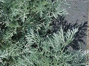 Pelyněk stromovitý 'Powis Castle' - Artemisia arborescens 'Powis Castle'