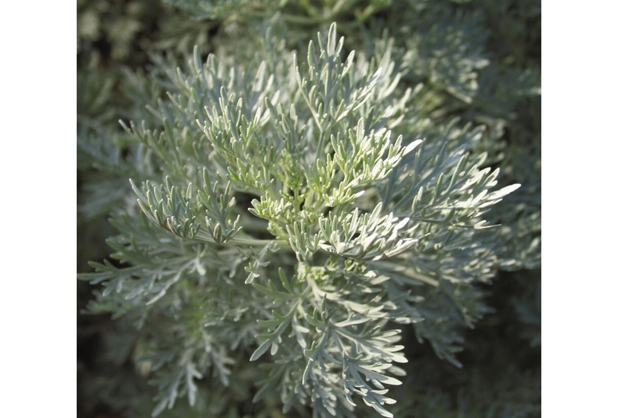 Pelyněk stromovitý 'Powis Castle' - Artemisia arborescens 'Powis Castle'