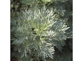 Pelyněk stromovitý 'Powis Castle' - Artemisia arborescens 'Powis Castle'