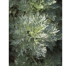 Pelyněk stromovitý 'Powis Castle' - Artemisia arborescens 'Powis Castle'