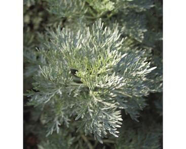 Pelyněk stromovitý 'Powis Castle'