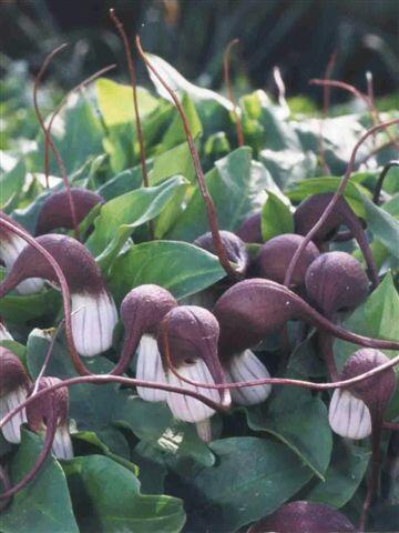 Myší ocásek - Arisarum proboscideum