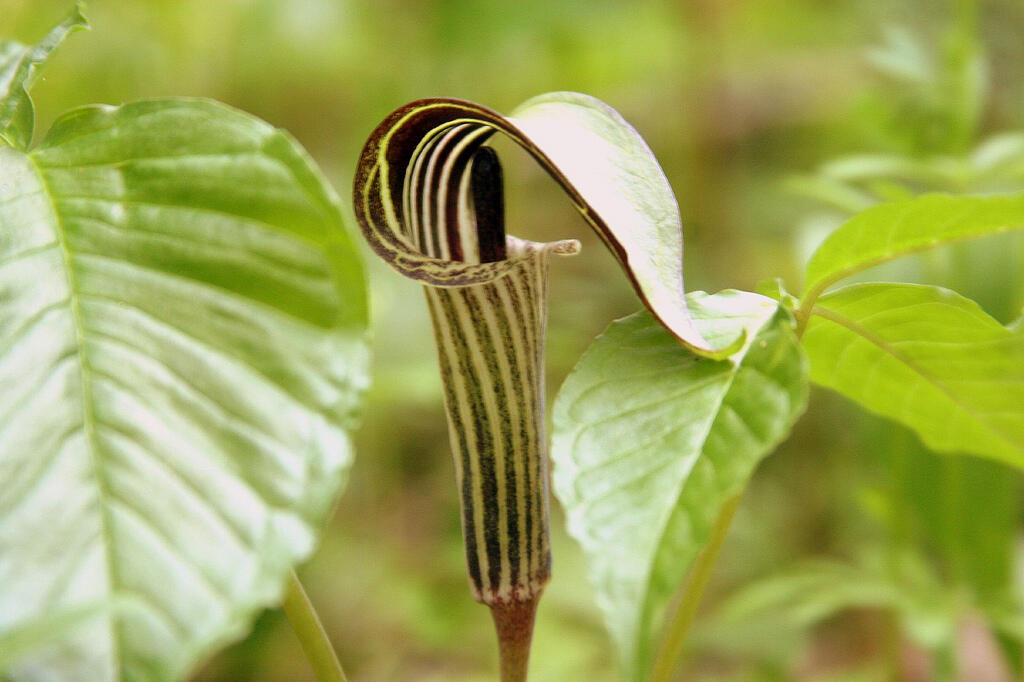 Arizéma trojlistá - Arisaema triphyllum