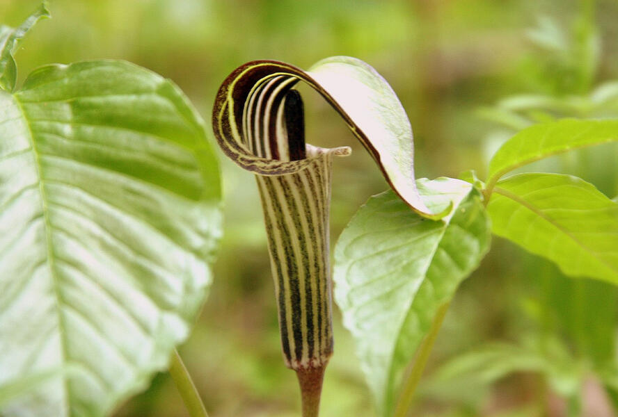 Arizéma trojlistá - Arisaema triphyllum