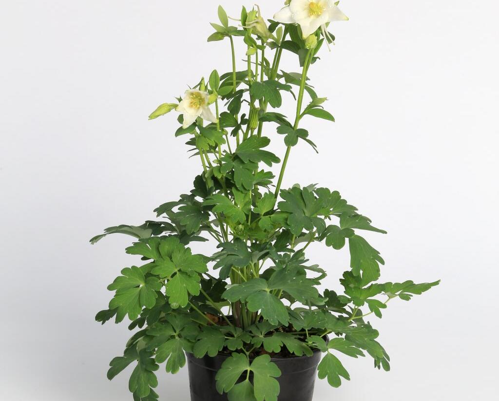 Orlíček 'Origami White' - Aquilegia caerulea 'Origami White'