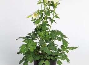Orlíček 'Origami White' - Aquilegia caerulea 'Origami White'