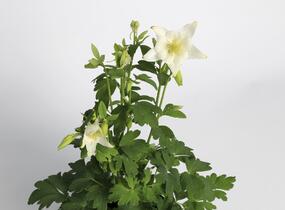 Orlíček 'Origami White' - Aquilegia caerulea 'Origami White'