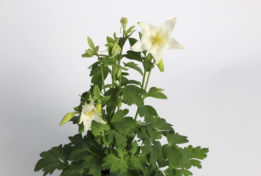 Orlíček 'Origami White' - Aquilegia caerulea 'Origami White'