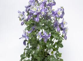 Orlíček 'Origami Blue White' - Aquilegia caerulea 'Origami Blue White'