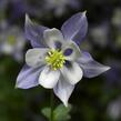 Orlíček 'Origami Blue White' - Aquilegia caerulea 'Origami Blue White'