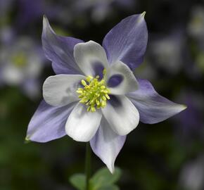 Orlíček 'Origami Blue White' - Aquilegia caerulea 'Origami Blue White'