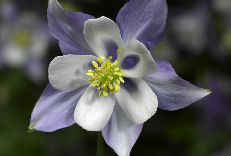 Orlíček 'Origami Blue White' - Aquilegia caerulea 'Origami Blue White'