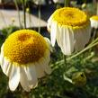 Rmen barvířský 'Sauce Hollandaise' - Anthemis tinctoria 'Sauce Hollandaise'