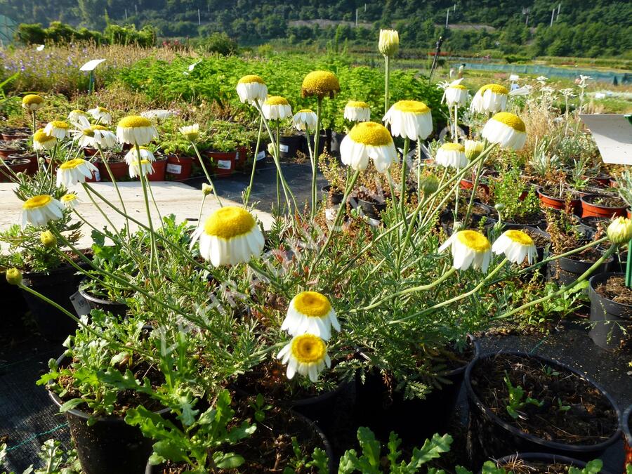 Rmen barvířský 'Sauce Hollandaise' - Anthemis tinctoria 'Sauce Hollandaise'