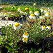 Rmen barvířský 'Sauce Hollandaise' - Anthemis tinctoria 'Sauce Hollandaise'