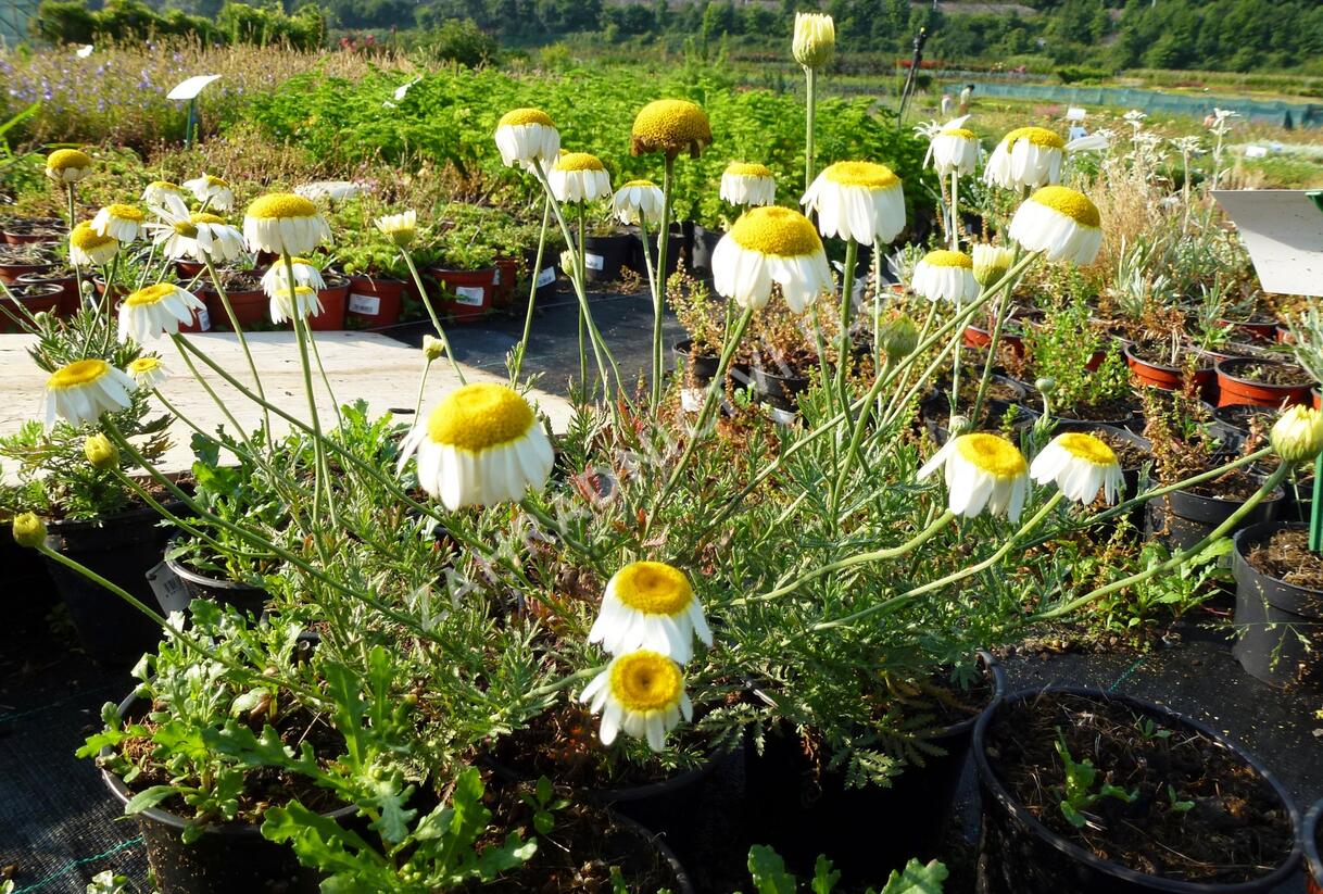 Rmen barvířský 'Sauce Hollandaise' - Anthemis tinctoria 'Sauce Hollandaise'