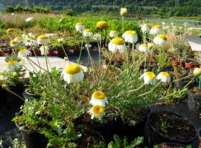 Rmen barvířský 'Sauce Hollandaise' - Anthemis tinctoria 'Sauce Hollandaise'