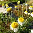 Rmen barvířský 'Sauce Hollandaise' - Anthemis tinctoria 'Sauce Hollandaise'