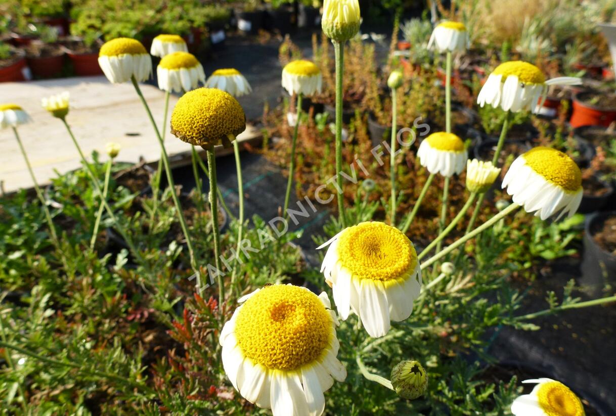 Rmen barvířský 'Sauce Hollandaise' - Anthemis tinctoria 'Sauce Hollandaise'