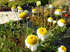 Rmen barvířský 'Sauce Hollandaise' - Anthemis tinctoria 'Sauce Hollandaise'