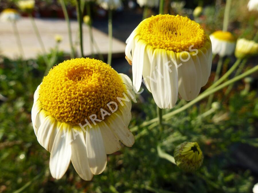 Rmen barvířský 'Sauce Hollandaise' - Anthemis tinctoria 'Sauce Hollandaise'