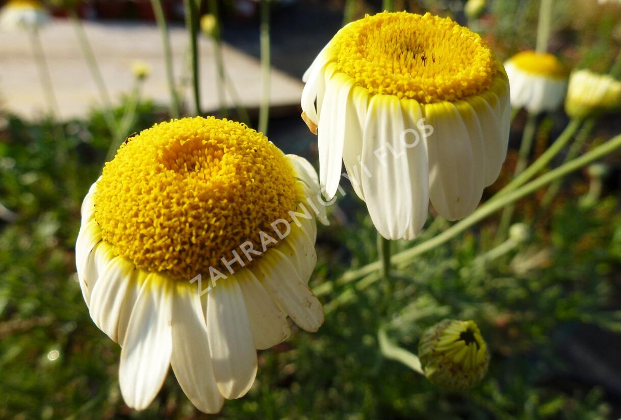 Rmen barvířský 'Sauce Hollandaise' - Anthemis tinctoria 'Sauce Hollandaise'