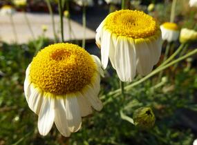 Rmen barvířský 'Sauce Hollandaise' - Anthemis tinctoria 'Sauce Hollandaise'