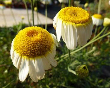 Rmen barvířský 'Sauce Hollandaise'