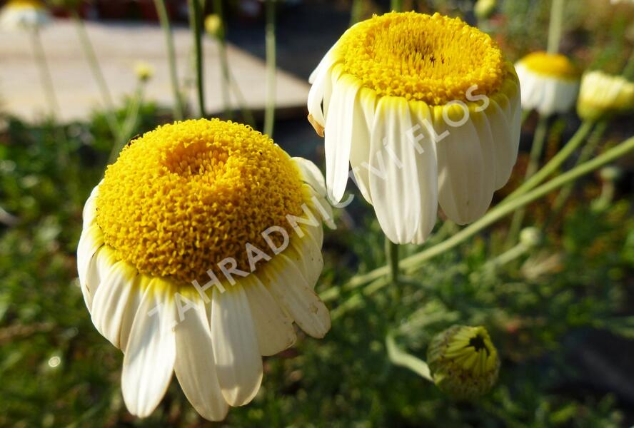Rmen barvířský 'Sauce Hollandaise' - Anthemis tinctoria 'Sauce Hollandaise'