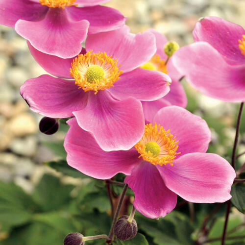 Sasanka hupejská 'Crispa' - Anemone hupehensis 'Crispa'