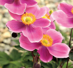 Sasanka hupejská 'Crispa'