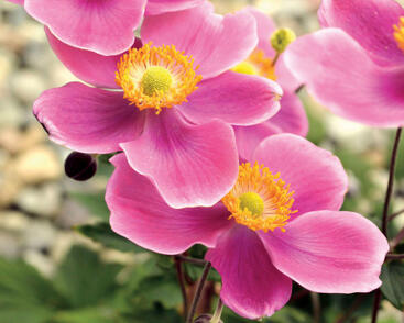 Sasanka hupejská 'Crispa'