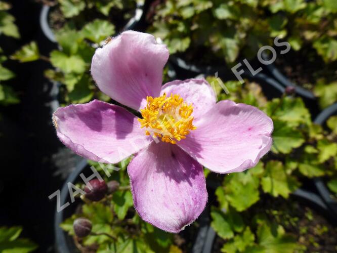 Sasanka 'Little Princess' - Anemone hupehensis 'Little Princess'