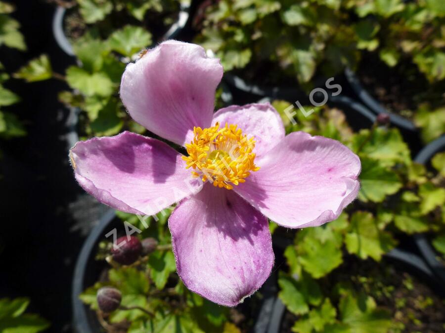 Sasanka 'Little Princess' - Anemone hupehensis 'Little Princess'