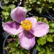 Sasanka 'Little Princess' - Anemone hupehensis 'Little Princess'