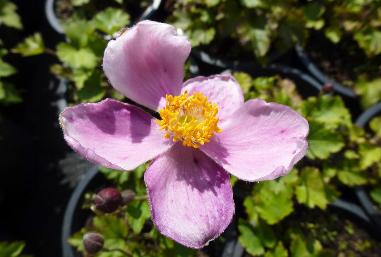 Sasanka hupejská 'Little Princess' - Anemone hupehensis 'Little Princess'