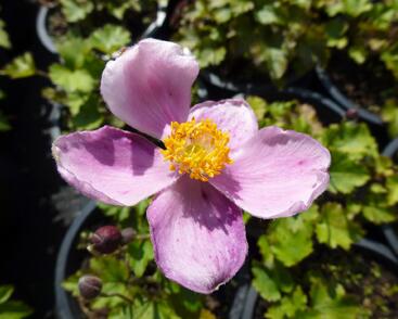 Sasanka hupejská 'Little Princess'