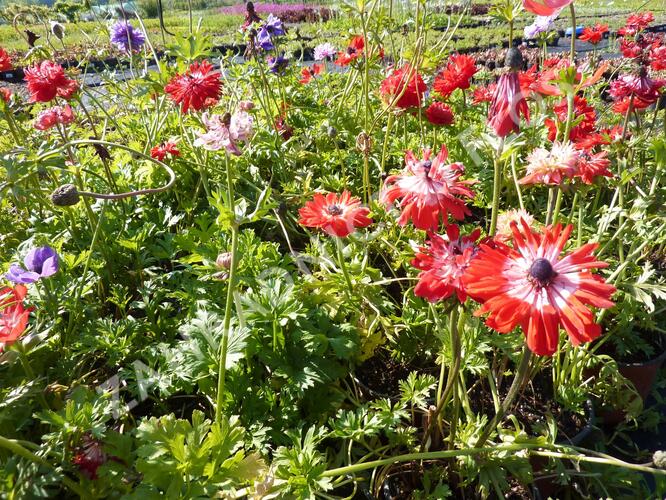 Sasanka věncová - Anemone coronaria