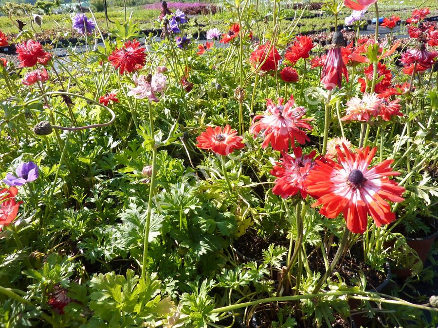 Sasanka věncová - Anemone coronaria