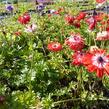 Sasanka věncová - Anemone coronaria