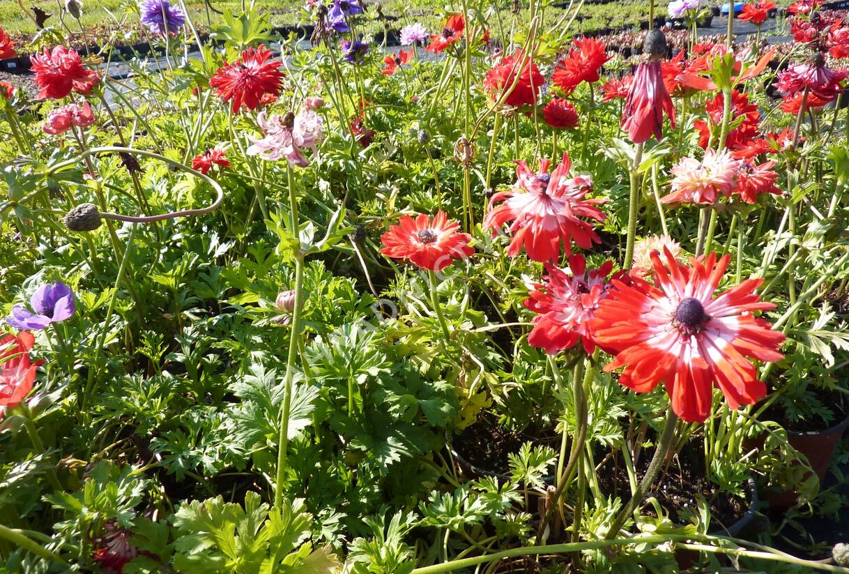 Sasanka věncová - Anemone coronaria