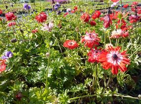 Sasanka věncová - Anemone coronaria