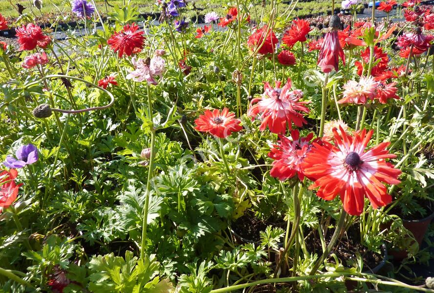 Sasanka věncová - Anemone coronaria