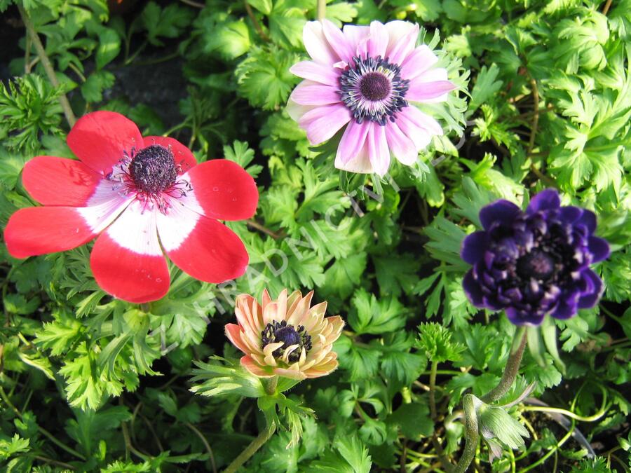 Sasanka věncová - Anemone coronaria