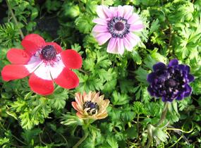 Sasanka věncová - Anemone coronaria