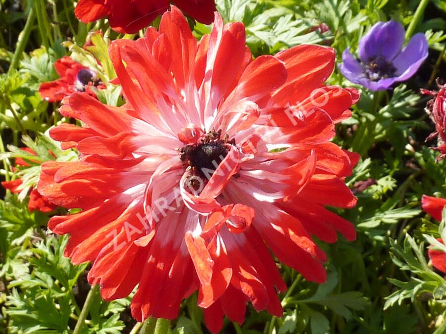 Sasanka věncová - Anemone coronaria