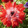 Sasanka věncová - Anemone coronaria