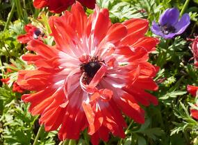Sasanka věncová - Anemone coronaria